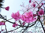 劦