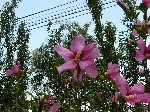 ނEVObh